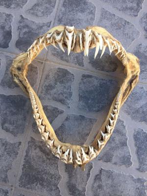Dentadura de tiburón