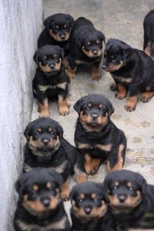 rottweiler cachorros rotwailer puros muy lindos de verdad