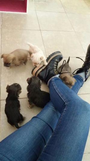 Mini Morkie machos padres a la vista 45 dias. Para entregar