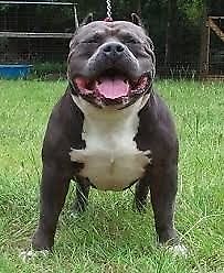 American Bully espectaculares