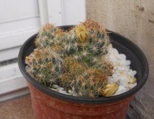Cactus Mammilaria prolifera En Flor Maceta 10 Grande
