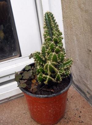Cactus acanthocereus tetragonus en maceta 10
