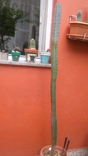 Gran cactus y pequeñas suculentas