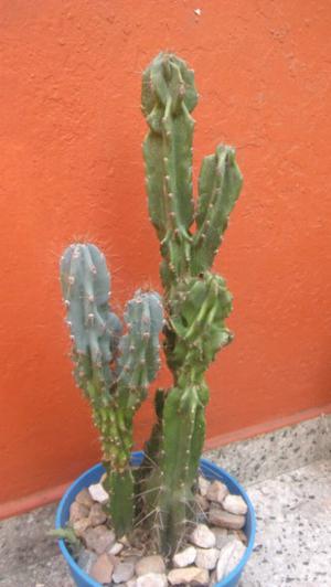 Hermoso cactus cereus