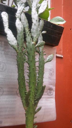 Hermosos cactus y suculentas