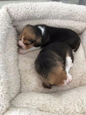 cachorro beagle tricolor