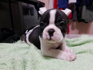 Bulldog frances hembra y macho