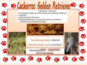 Cachoros Golden Retriever- listos para entregar- precio