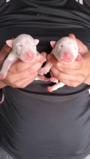 Cachorritos bull terrier