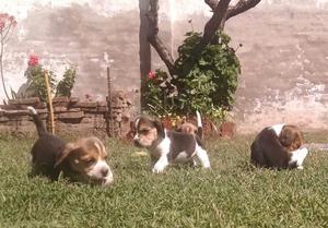Cachorros Beagles Hermosos