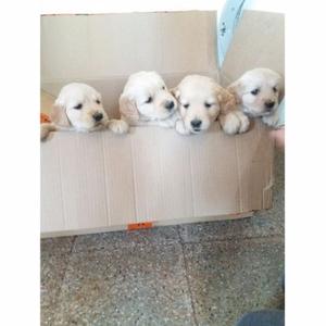 Cachorros golden retriever