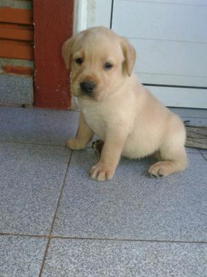 Cachorros labradores hermosos!!!