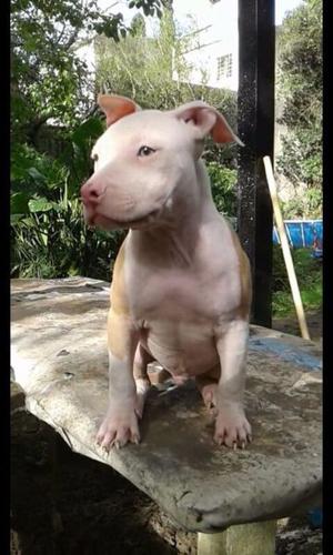 Pitbull Cachorro fca y microchip