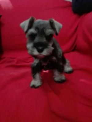 Schnauzer mini hembra