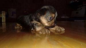 Vendo cachorros yorkiers mini