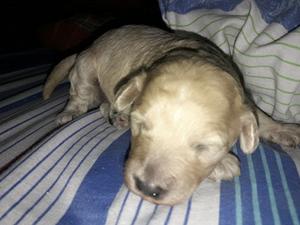 Vendo caniches toy