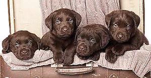 labradores chocolate d3dparavitado
