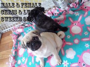 pug puppies para la venta