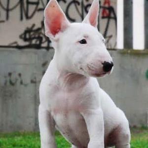 Bull Terrier Hembra Única