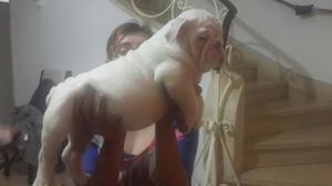 Cachorra Bulldog Ingles Última