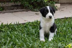 Cachorro Border Collie