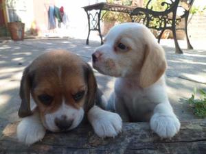 Cachorros Beagle Bicolor Y Tricolor 13' Con Fca Divinos!!!