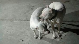 Cachorros Dogo Argentino