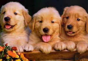 Cachorros Golden Retriver Liquido Escucho Ofeta