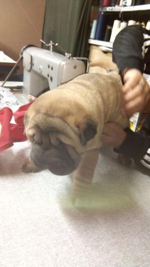 Cachorros de sharpei