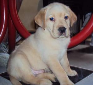 Cachorros labrador puros