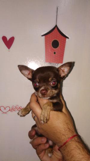 Chihuahua chocolate hembra