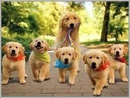 Golden Retriever Cachorros! Aceptamos Tarjetas