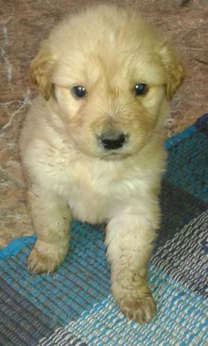 Hermosos Cachorros golden retriever!Hermosos Cachorros