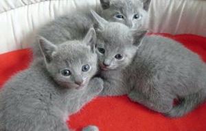 Azules rusos gatitos
