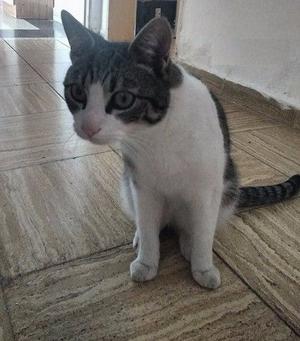 En adopcion gato macho