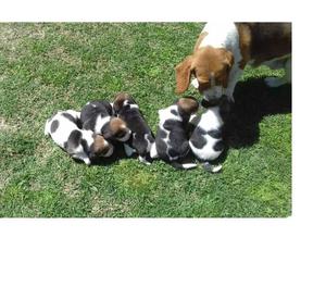 Vendo cachorros beagles 13", tricolor... excelente rasa