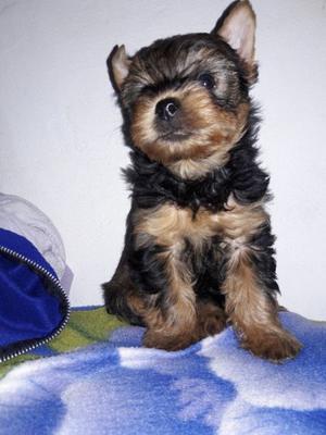 Yorkshire terrier puro