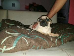 Cachorros Pug Carlino