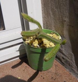 Cactus cereus sin id Maceta 8