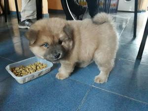 Vendo Chow Chow Macho Color Cinnamon