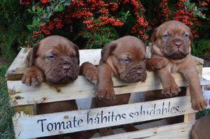 cachorros dogo de burdeos