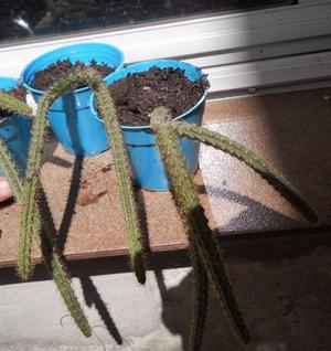 cactus Aporocactus flagelliformis cola de rata en maceta 8