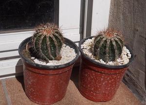 cactus Hibrido de echinopsis maceta 10