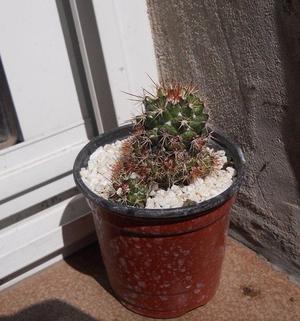 cactus mammilaria en maceta 10
