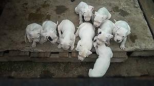 9 DOGOS ARGENTINOS