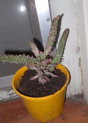 Cactus Opuntia Monacantha Fma. Variegada M 12