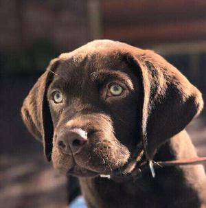 Excelentes labradores machos chocolates