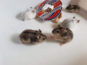 Hamsters Topitos Rusos Por Mayor
