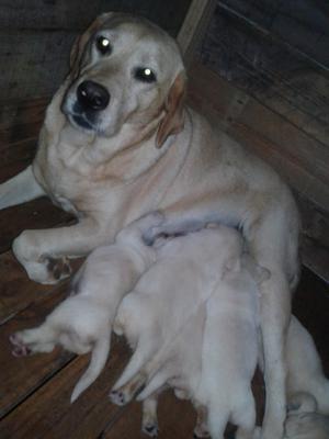 Hermosos cachorros labrador