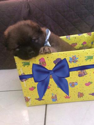 PARA REGALAR A MAMA CHOW CHOW MACHITO!! TARJETAS